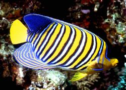 'REGAL' Regal Angelfish. Another in 'Fish Portraits from ... by Rick Tegeler 